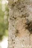 Daddy-long-legs (Phalangium spec)