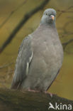 Houtduif (Columba palumbus)