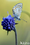 Icarusblauwtje (Polyommatus icarus)