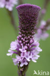 IJzerhard (Verbena officinalis)