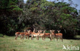 Impala (Aepyceros melampus)