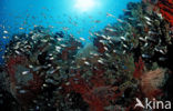 Indische glasvis (Parapriacanthus ransonneti)