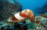 Reef cuttlefish