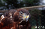 Jakhalsbuizerd (Buteo rufofuscus)