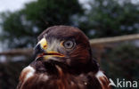 Jakhalsbuizerd (Buteo rufofuscus)