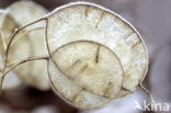 Honesty (Lunaria annua)