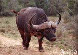 Kaapse buffel (Syncerus caffer)