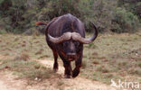 Kaapse buffel (Syncerus caffer)