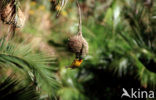 Kaapse wever (Ploceus capensis)