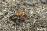 Kale rode bosmier (Formica polyctena)