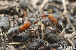 Kale rode bosmier (Formica polyctena)