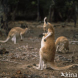 Wallaby (Macropus spec.)