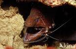 banded coral shrimp