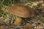 Kastanjeboleet (Boletus badius)