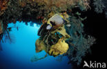 Emperor Angelfish (Pomacanthus imperator)