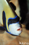 Emperor Angelfish (Pomacanthus imperator)