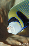 Emperor Angelfish (Pomacanthus imperator)