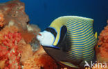 Emperor Angelfish (Pomacanthus imperator)