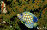 Royal angelfish (Pygoplites diacanthus)