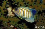 Royal angelfish (Pygoplites diacanthus)