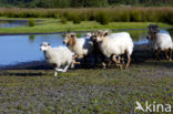 Kempisch heideschaap (Ovis domesticus)