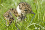Lapwing (Vanellus vanellus)
