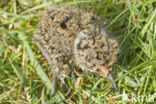 Lapwing (Vanellus vanellus)