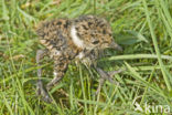 Lapwing (Vanellus vanellus)