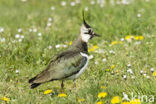 Lapwing (Vanellus vanellus)