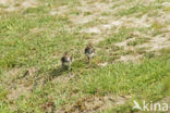 Lapwing (Vanellus vanellus)