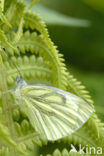 Klein geaderd witje (Pieris napi)