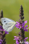 Klein geaderd witje (Pieris napi)