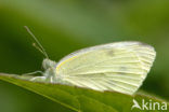 Small White (Pieris rapae)
