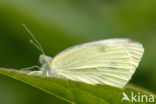 Klein koolwitje (Pieris rapae)