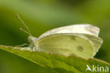 Klein koolwitje (Pieris rapae)