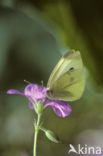 Klein koolwitje (Pieris rapae)