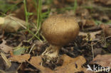 Leopard Earthball (Scleroderma areolatum)