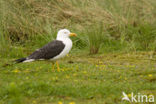 Lesser Black-backed Gull (Larus fuscus)