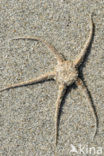 brittle star (Ophiura albida)