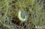 Kleine watersalamander (Triturus vulgaris)