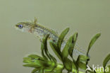 Smooth Newt (Triturus vulgaris)