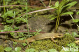 Kleine watersalamander (Triturus vulgaris)