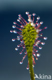 Kleine zonnedauw (Drosera intermedia) 