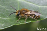 Klimopbij (Colletes hederae)