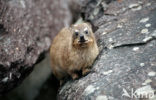 Klipdas (Procavia capensis)