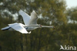 Knobbelzwaan (Cygnus olor)