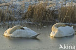 Knobbelzwaan (Cygnus olor)