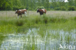 Koe (Bos domesticus)