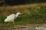 Koereiger (Bubulcus ibis)