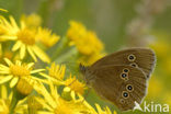 Koevinkje (Aphantopus hyperantus)